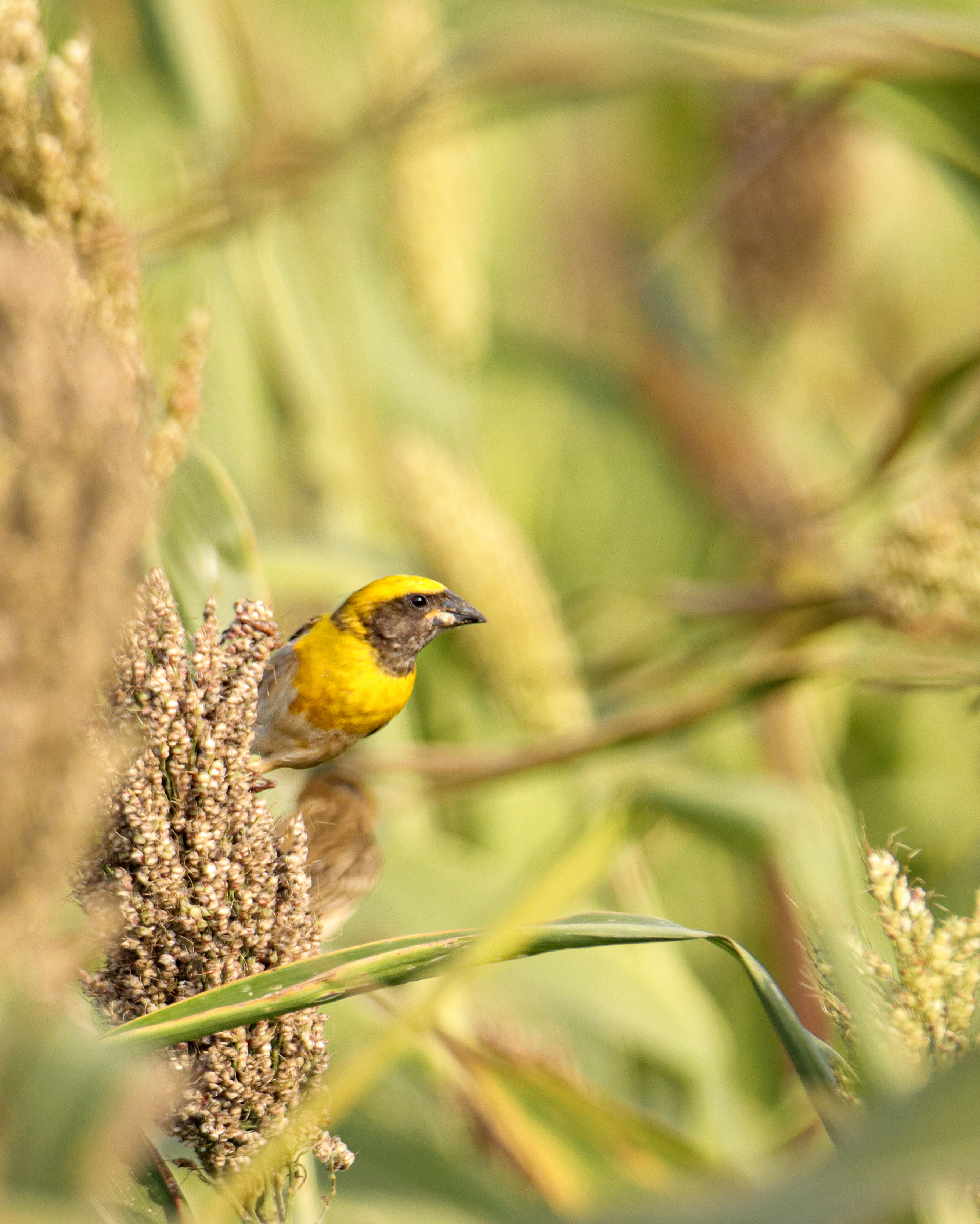 Weaver