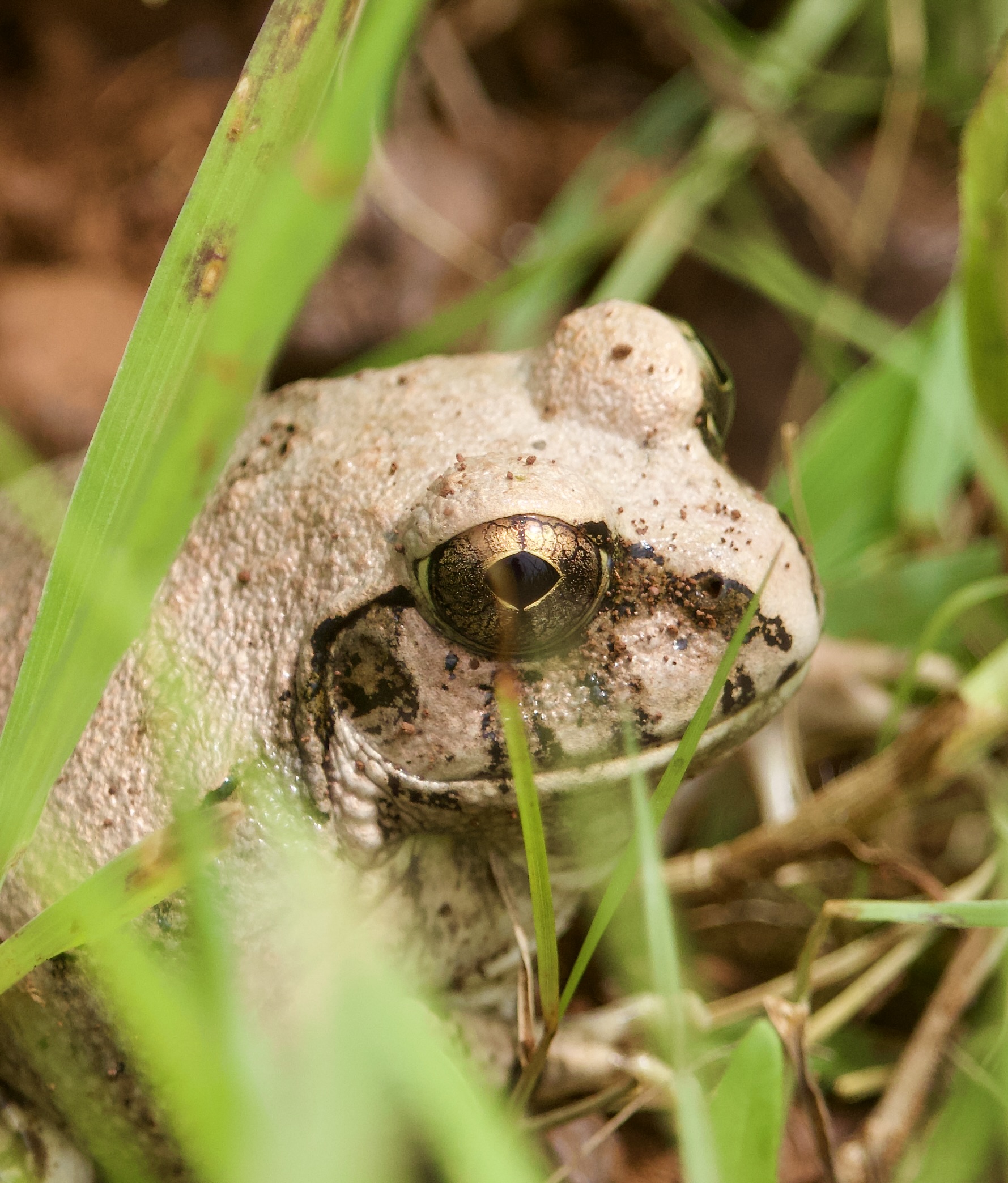 Western Ghats Frog