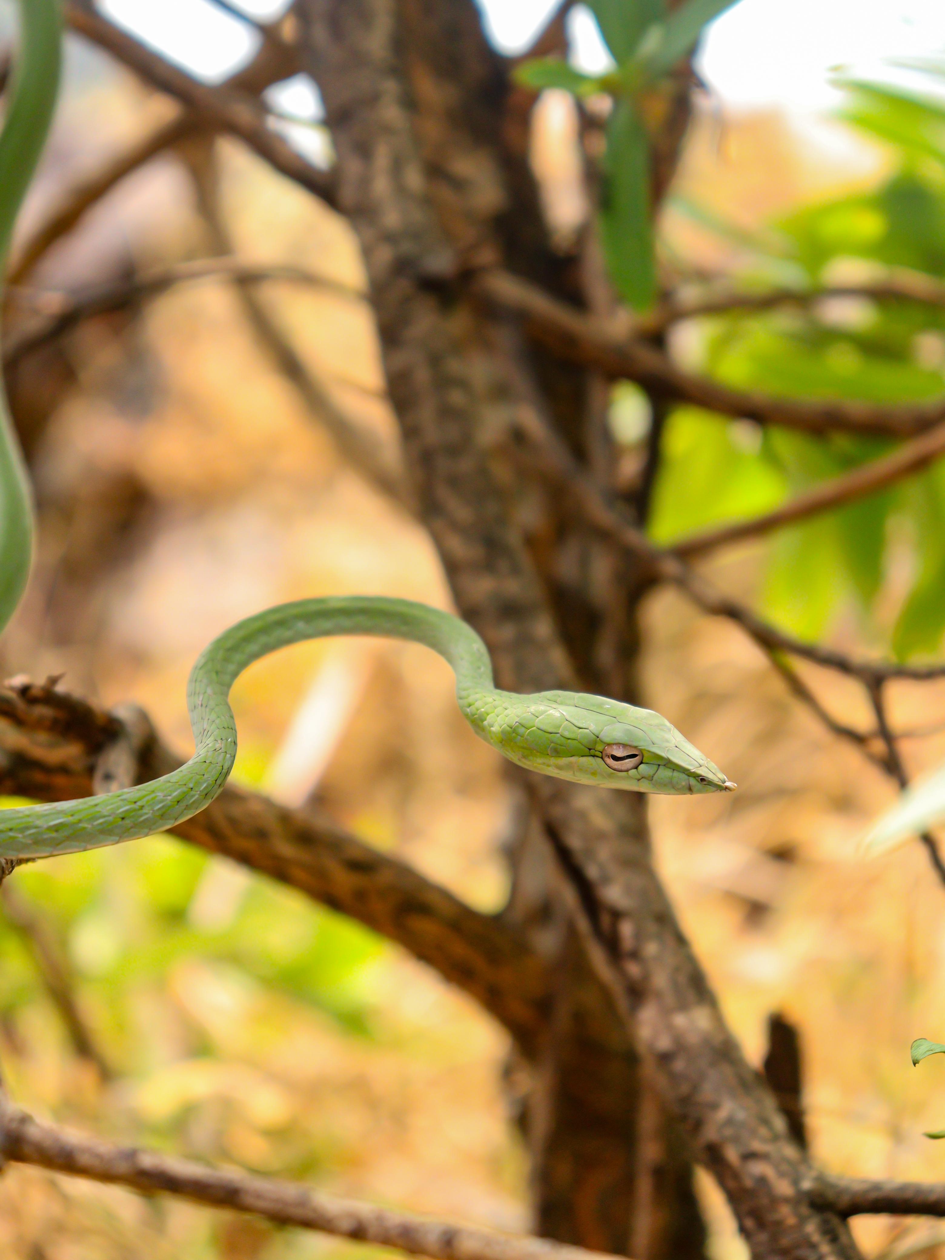 Reptile