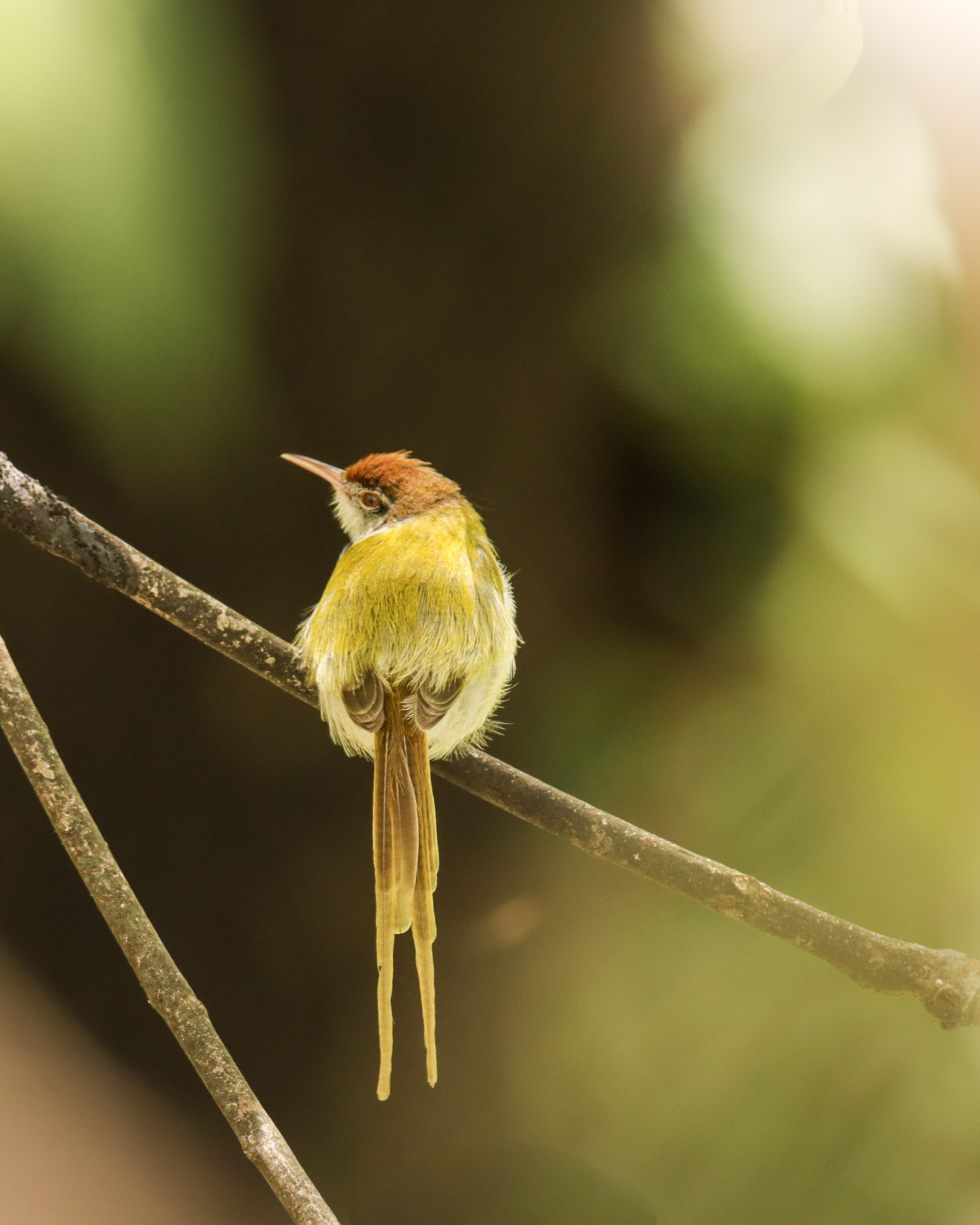 Weaver
