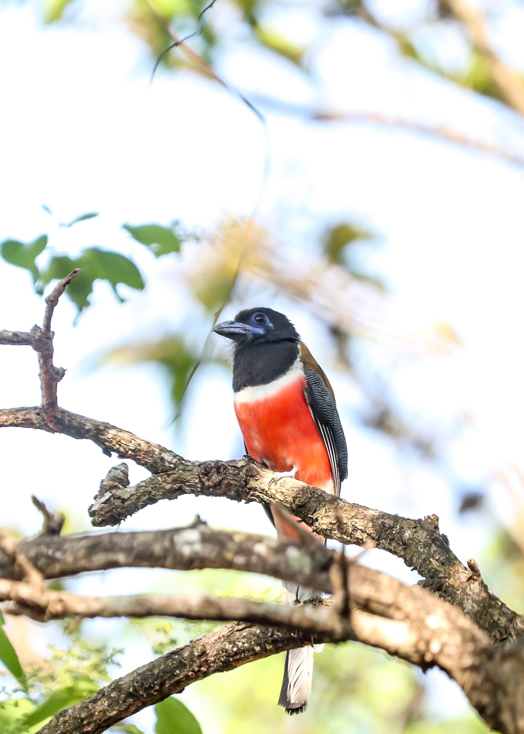 Trogon
